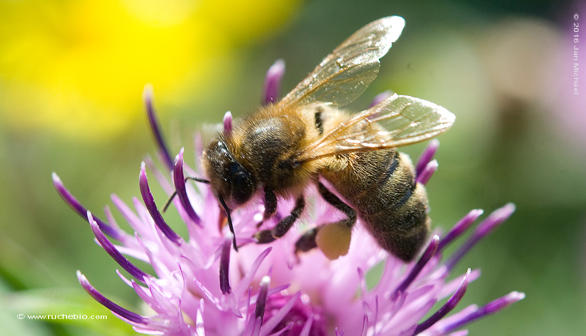 buttineuse d'abeille