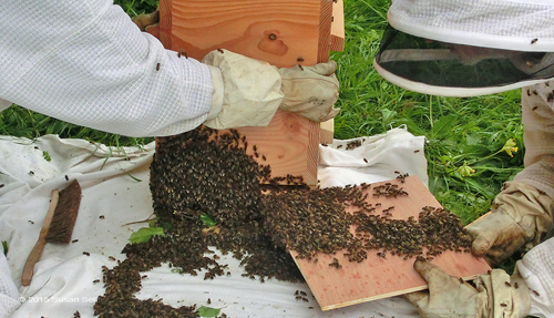 enruchement ruche Warré
