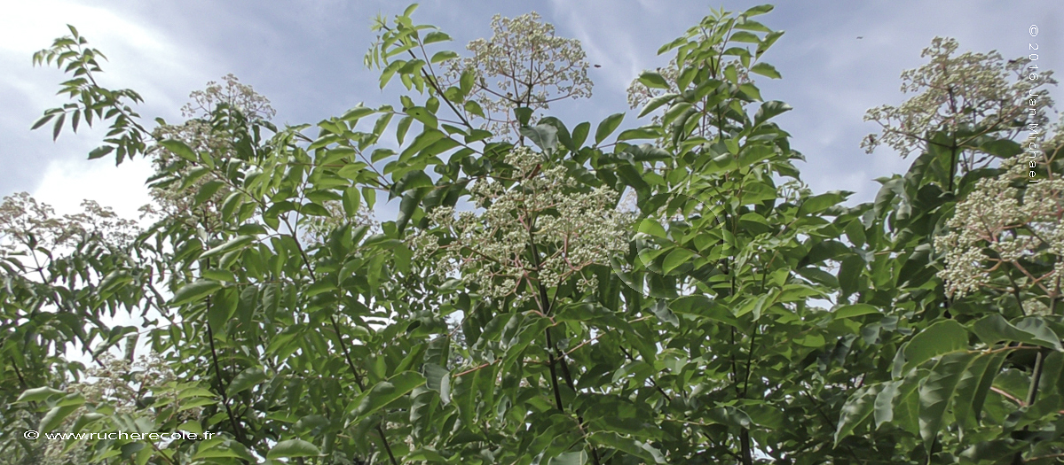 Euodia hupehensis ( arbre à miel)