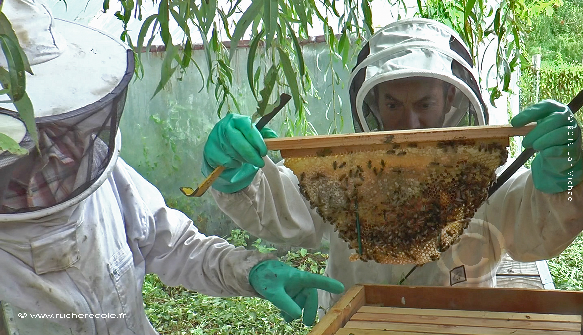 les gants en apiculture