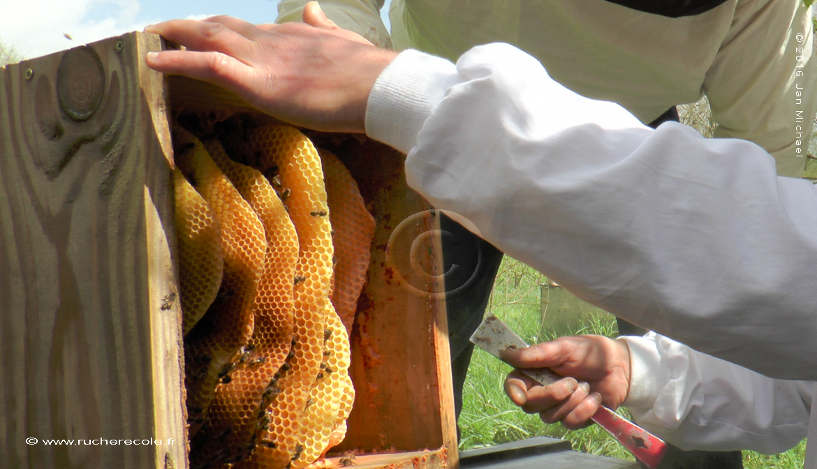 Lève-cadre pour ruche d'abeilles 