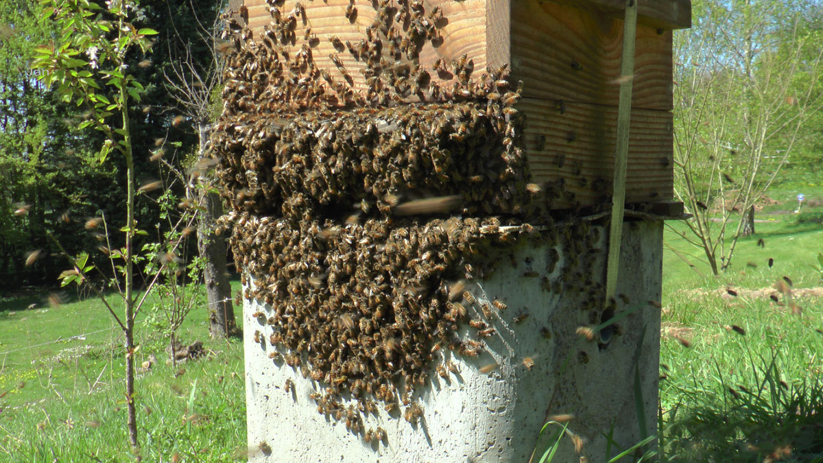 essaimage dans une ruche Warré