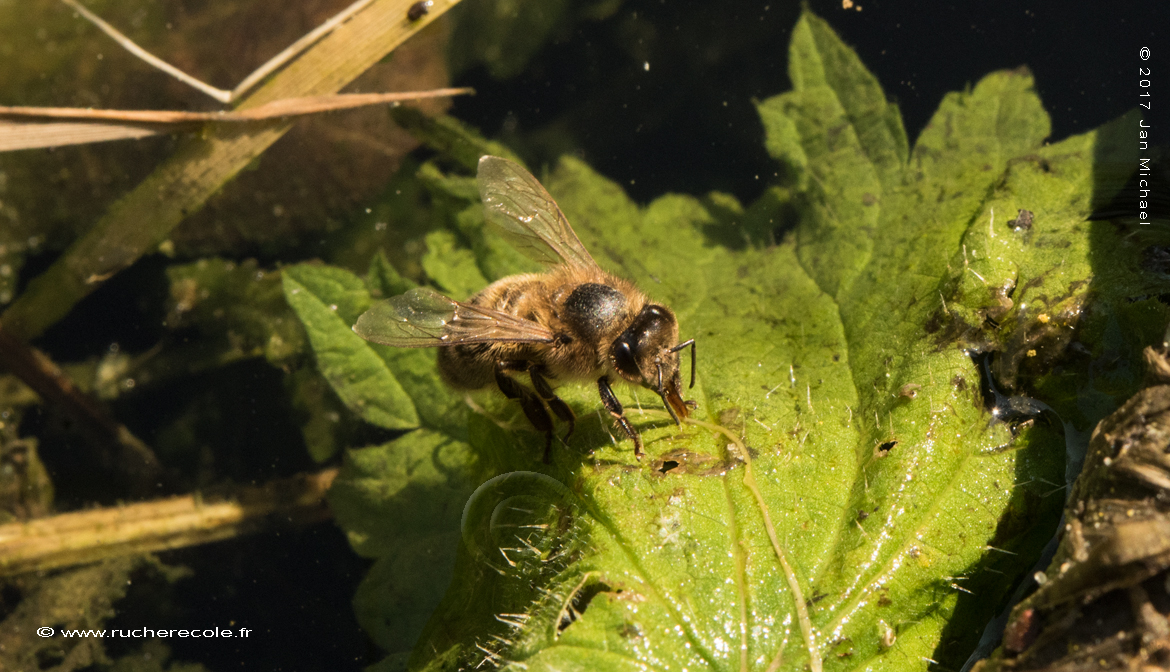abreuvoir abeille - de l'eau au rucher