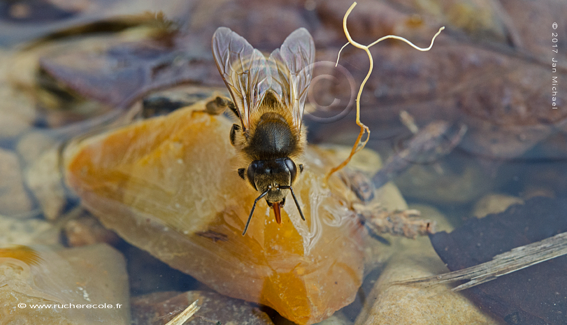 abreuvoire abeille