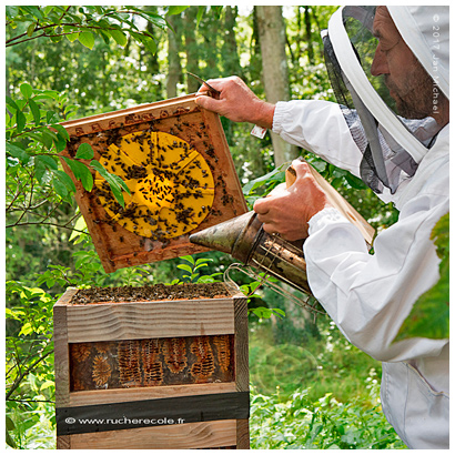 chasse abeilles