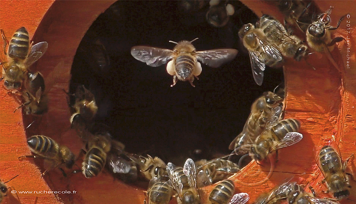 trou de vol ruche Dadant écologique