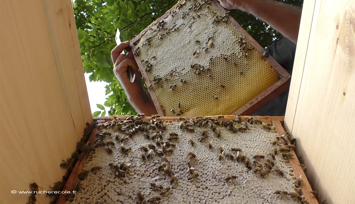 cadre ruche mellifera