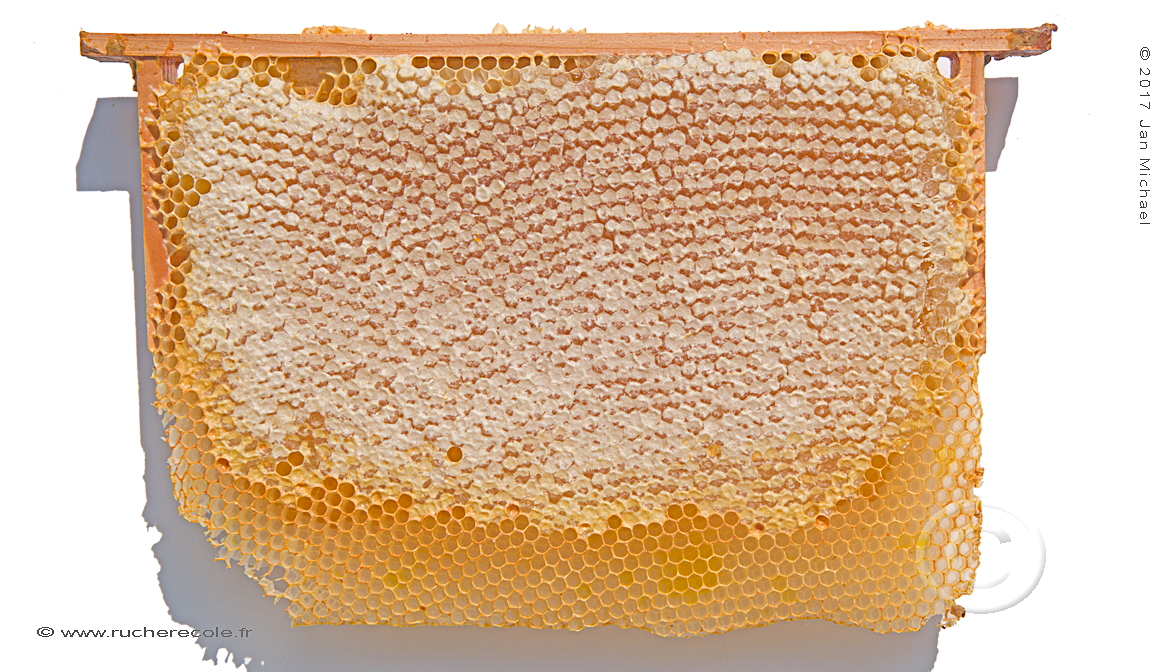 cadre de miel ruche Warré