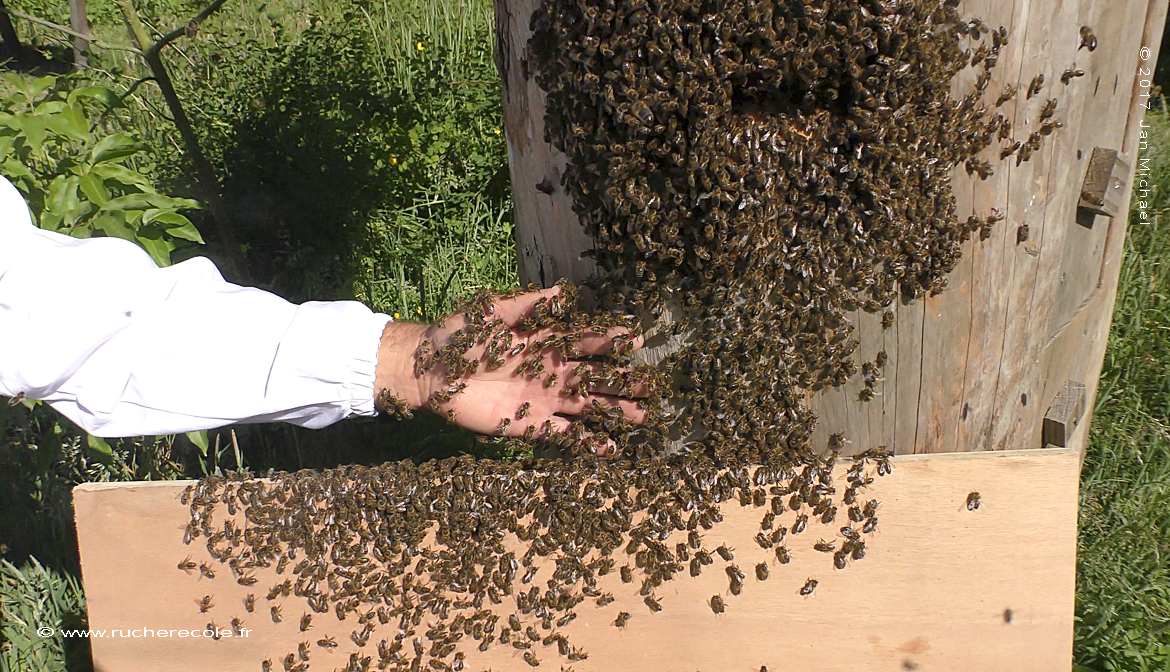 apiculture-aux-arbres